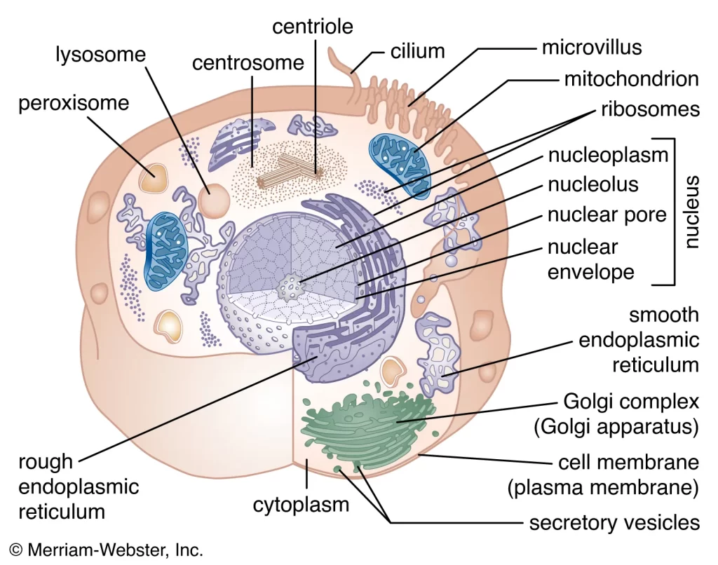 cells, and they can be made up of various components.